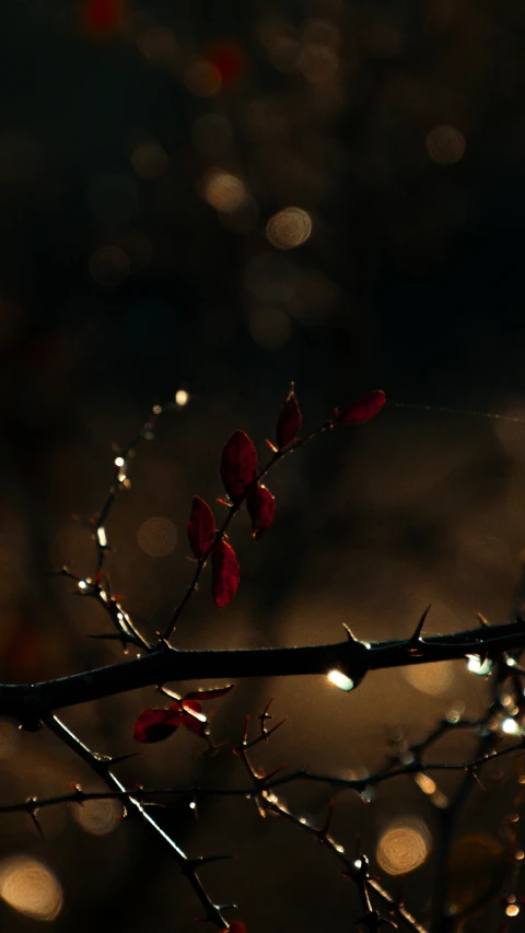 water drops that are falling from trees, some with flowers