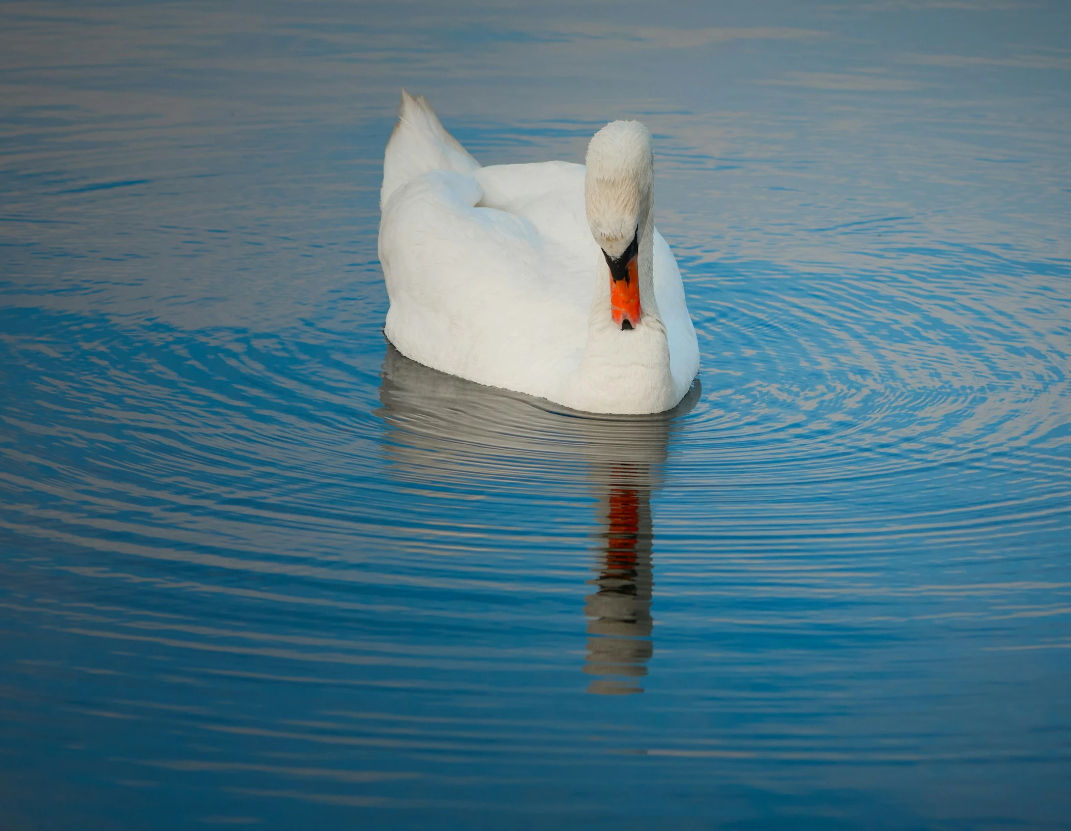 a white swan sitting in a lake on top of a blue body of water
