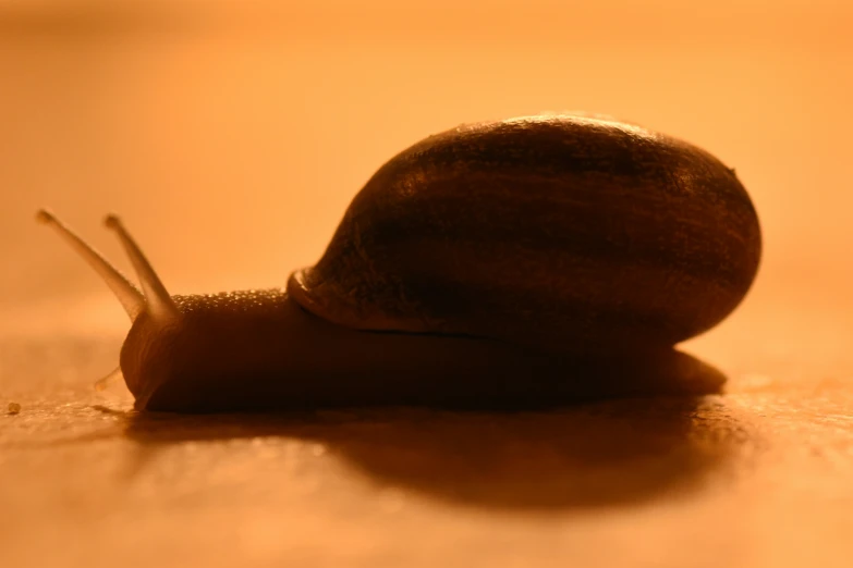 a large slug crawling down a wooden table