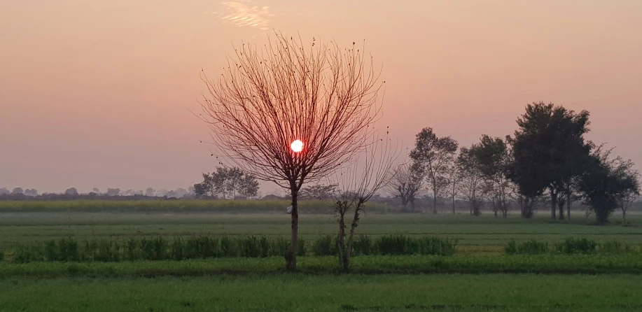 the sun shines in between two trees in a field