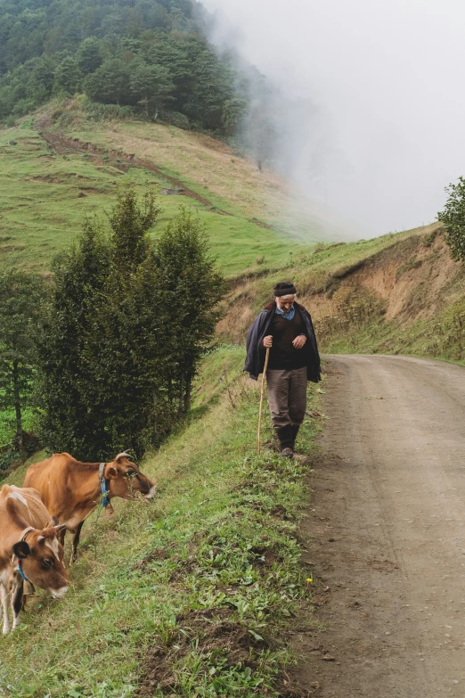 a man walking down the side of a road with two cows grazing in the grass