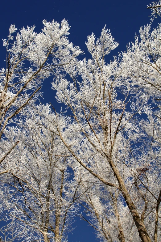 snowy trees against a blue sky in winter