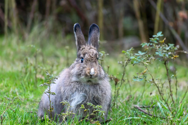 a gray rabbit with ear feathers is sitting in grass