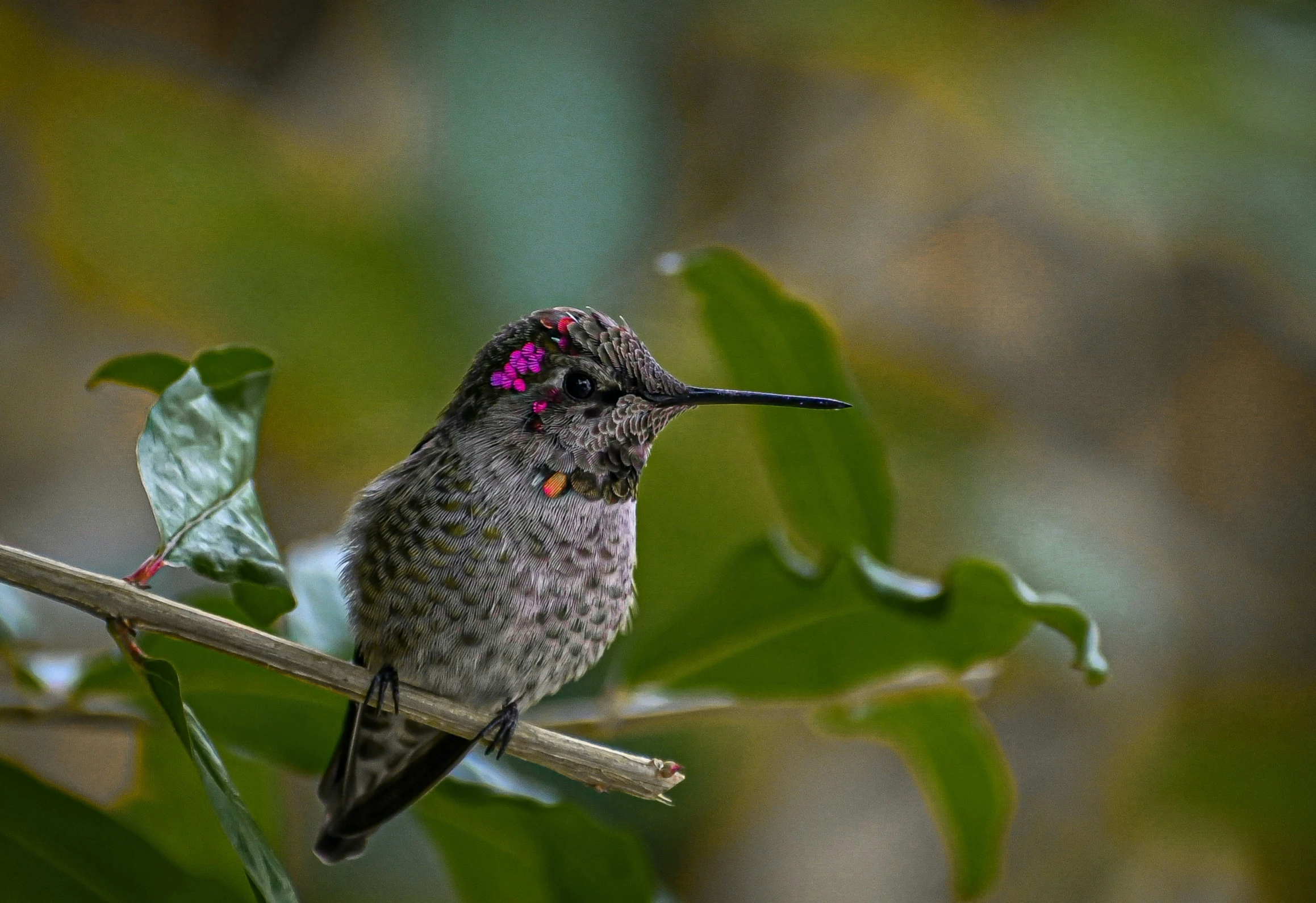 a small gray hummingbird sitting on a tree limb