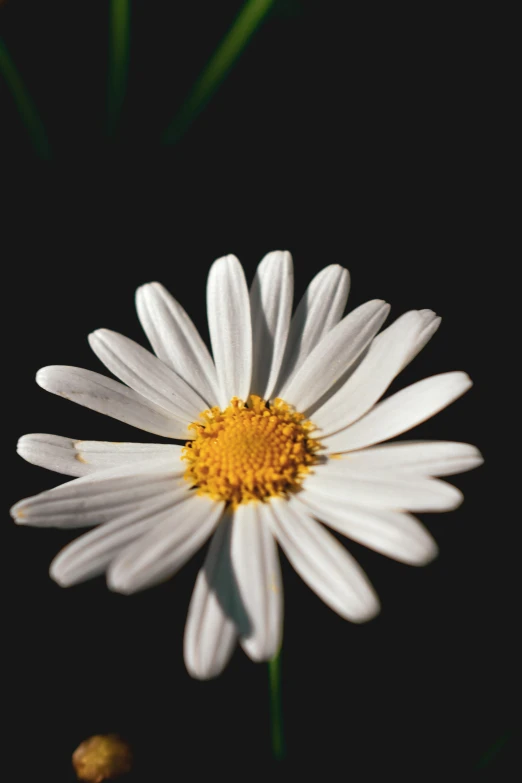 a close up of a flower against a black background