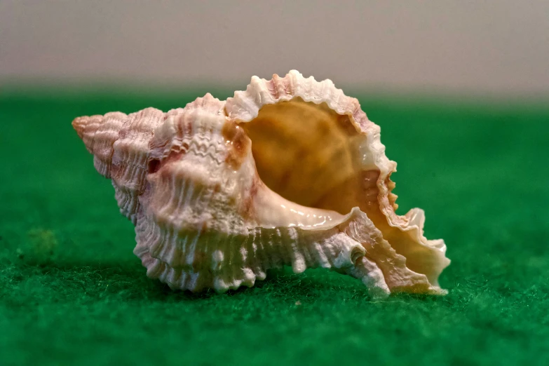 a close - up po of a sea shell