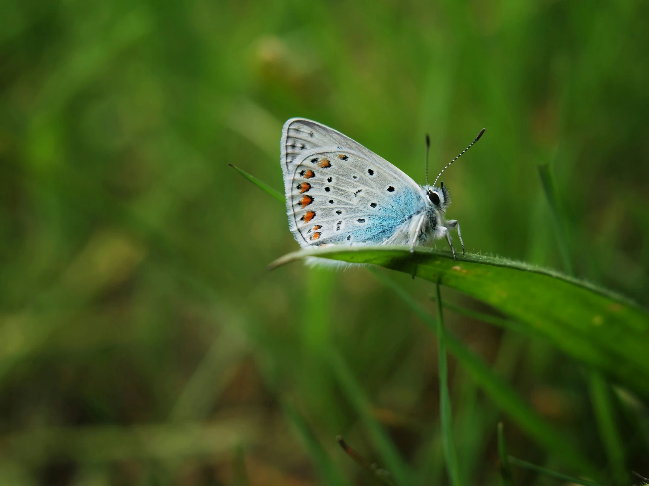 a erfly with blue markings and white wings is resting on a green leaf