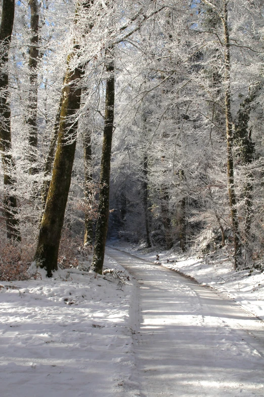 the road is clear and white in the snowy woods