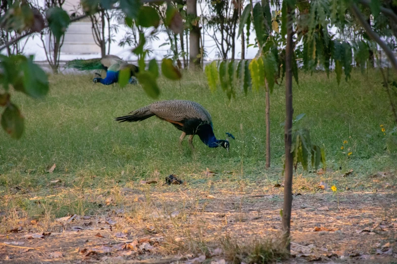 a pair of birds are walking in the grass