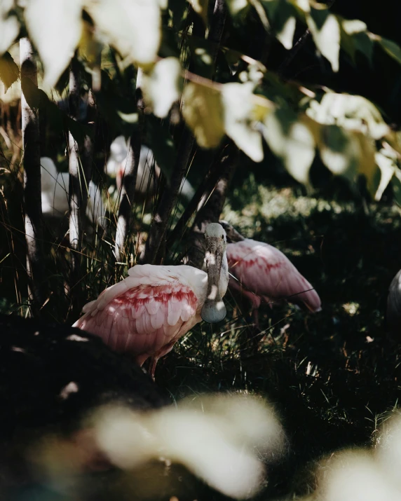pink birds standing around in the grass