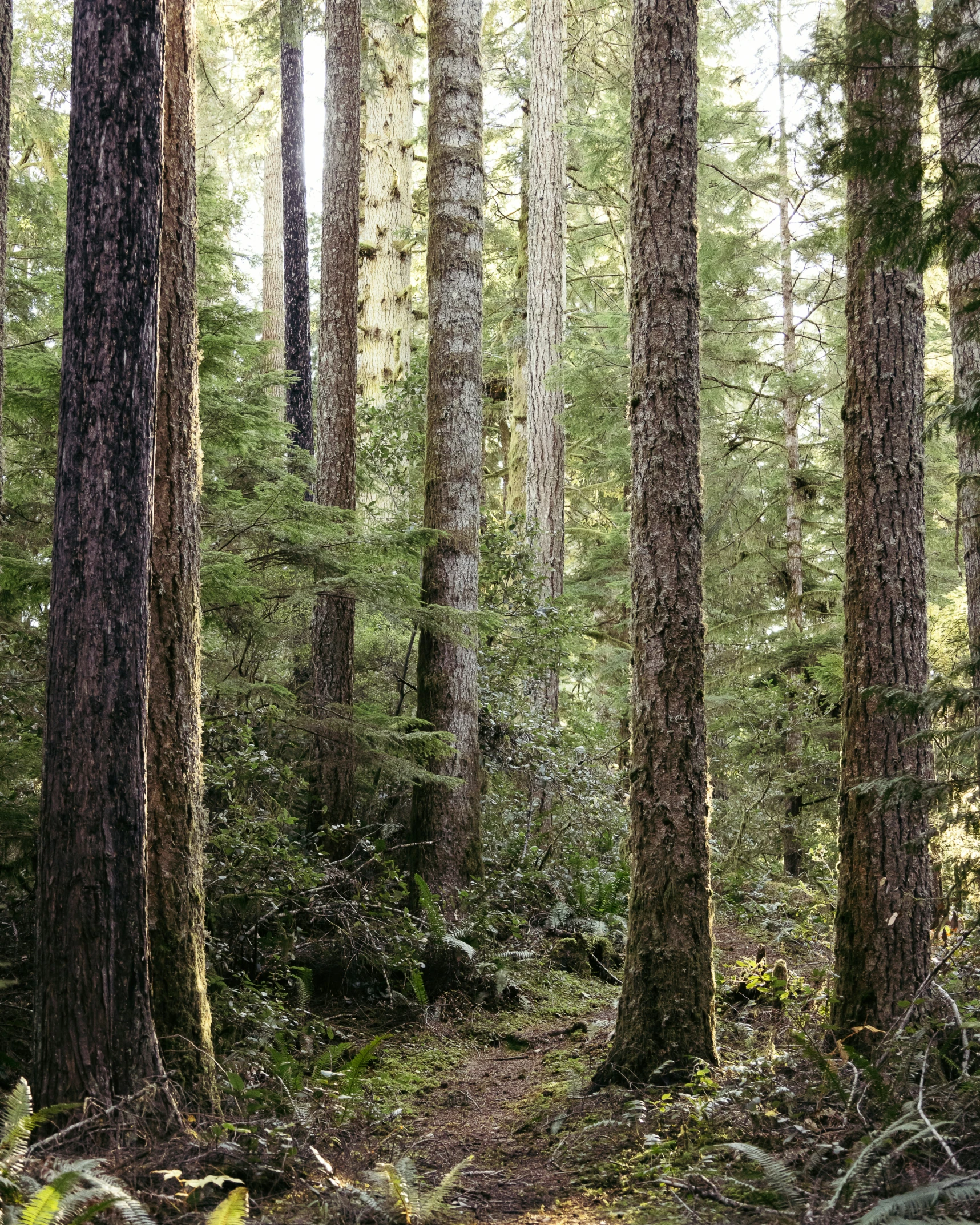 an area with several different trees in it