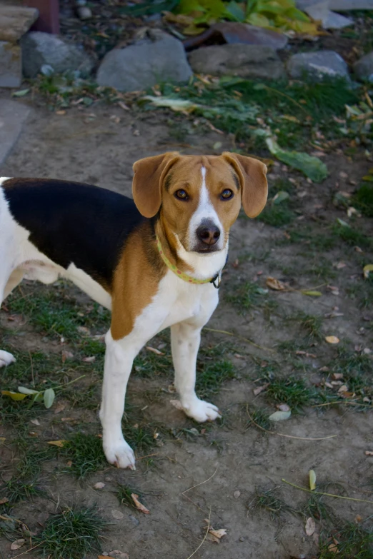 a brown and white dog standing in the grass