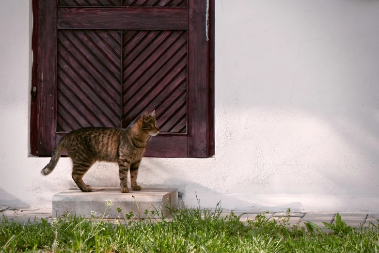 a cat is standing outside of a wooden door