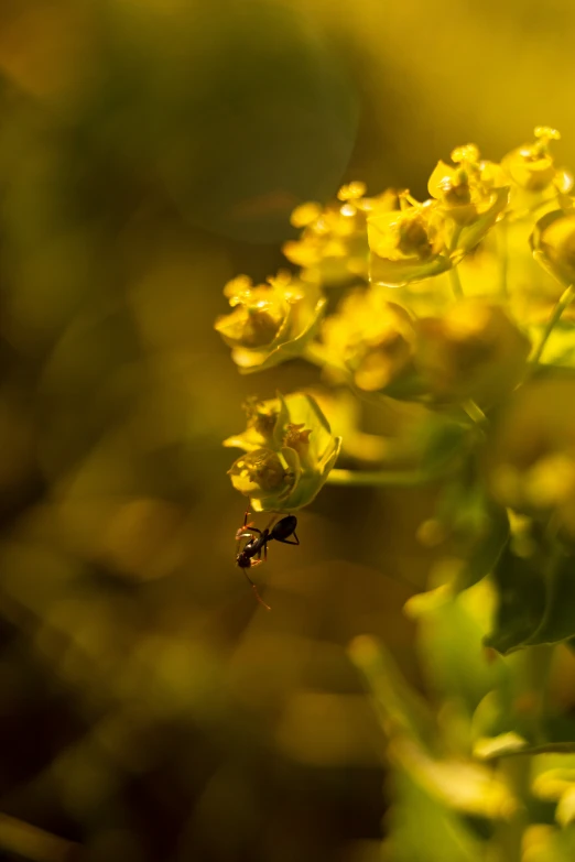 small yellow flower next to a green background