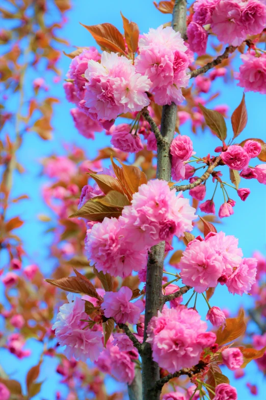 a close up s of flowers blooming on a tree