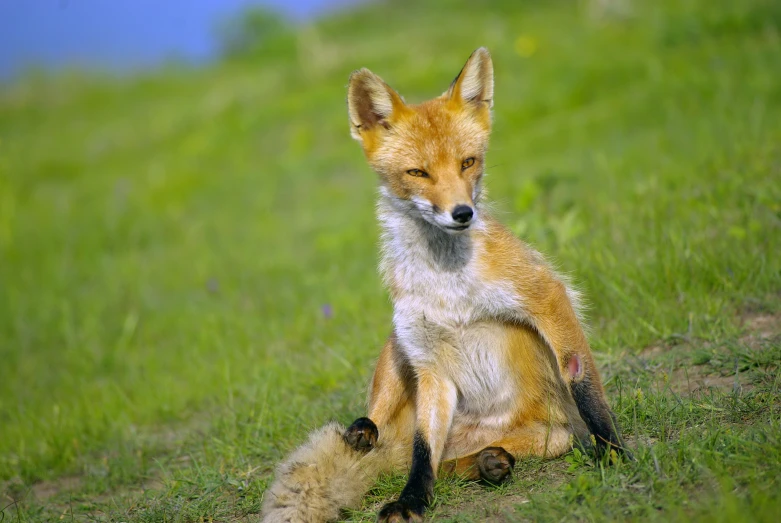 the young fox is sitting on the grass looking into its eyes