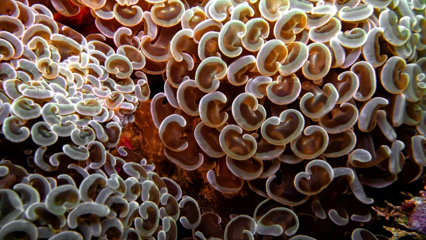 some kind of coral near the edge of an ocean