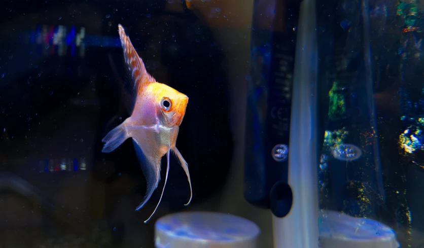 a goldfish is seen in this aquarium tank