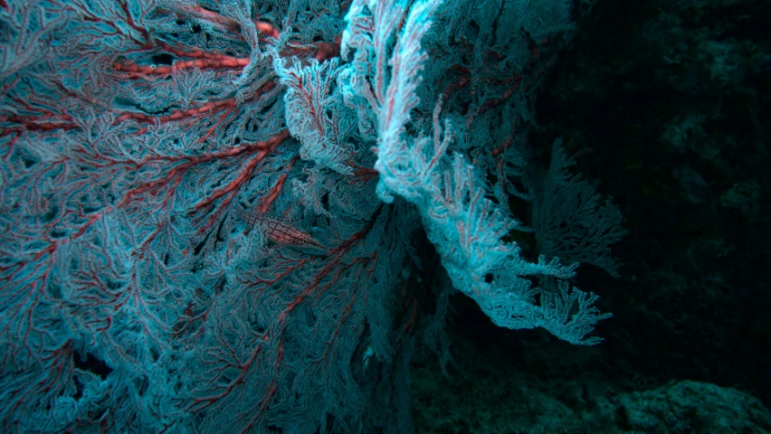 a coral coral is seen through an overhead view