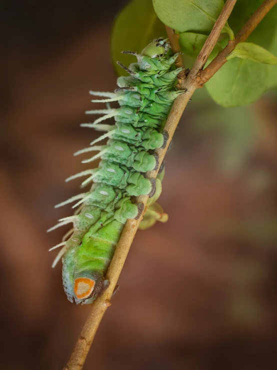 this caterpillar is on a leaf in the wild