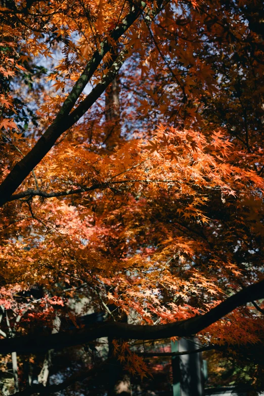 a park bench under a very tall tree