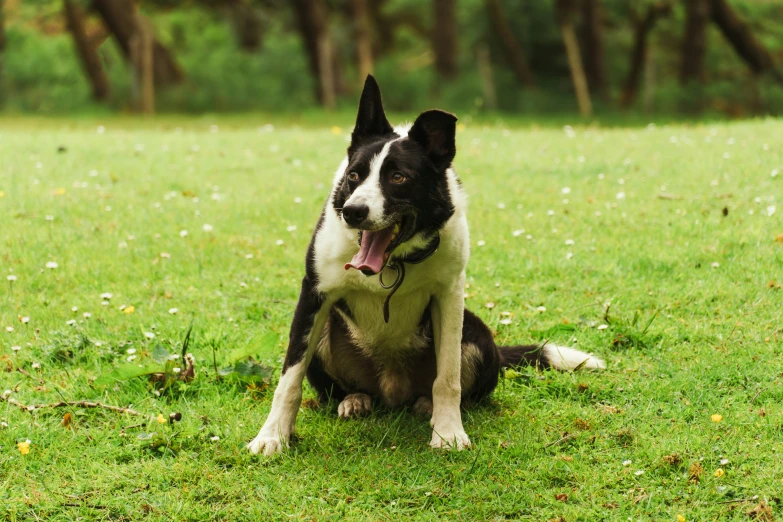 a black and white dog with an open mouth sitting on the grass
