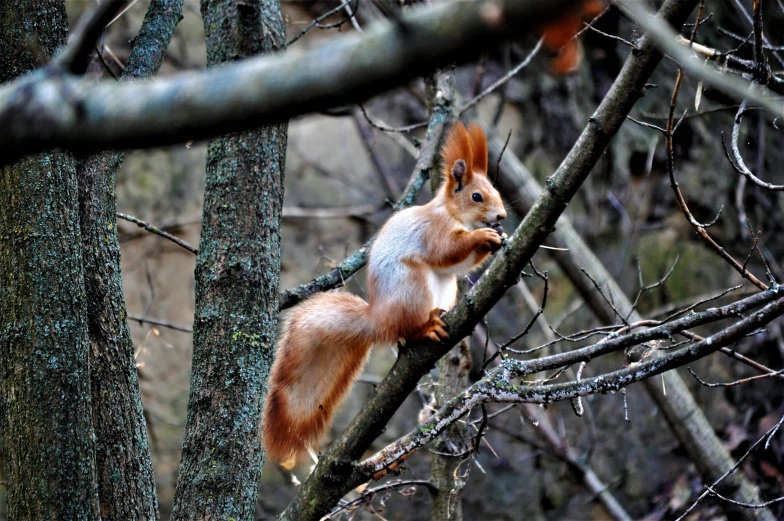 a squirrel standing on a tree nch eating