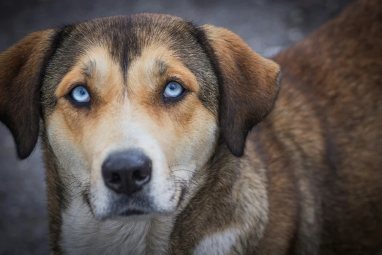 a blue eyed dog stares straight into the camera