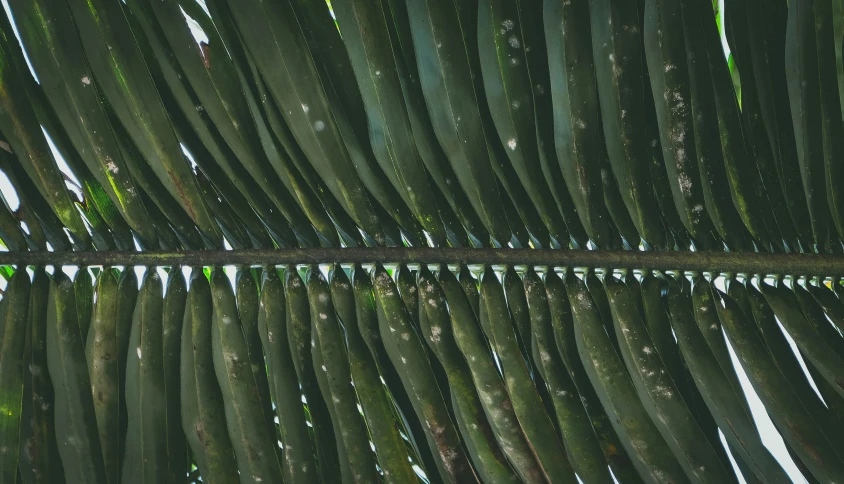 this is an image of a palm tree