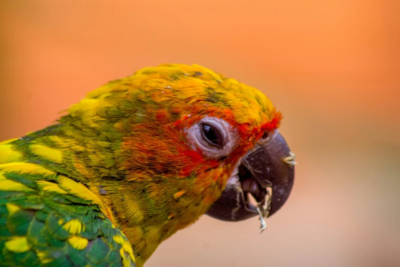 close up view of colorful green and yellow parrot