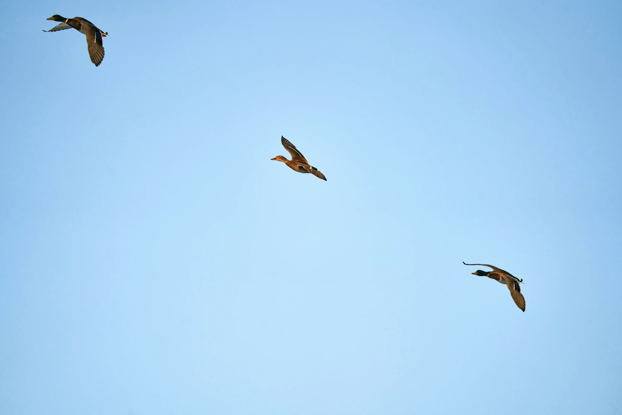 three birds flying in the blue sky in the day