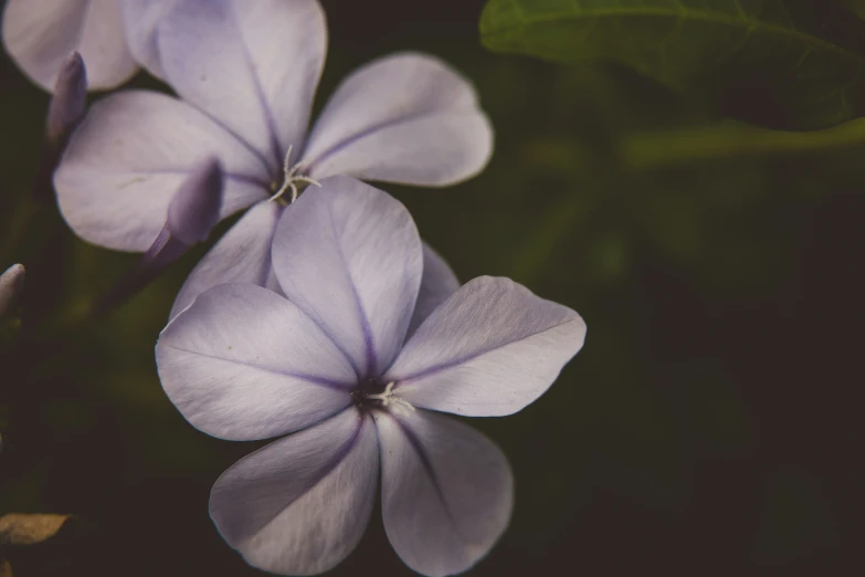 purple flowers that are placed side by side