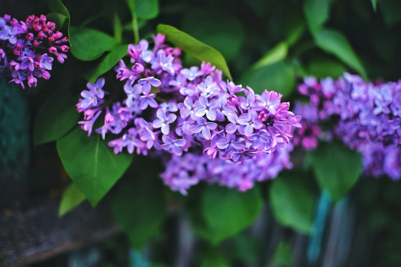 several purple flowers near one another