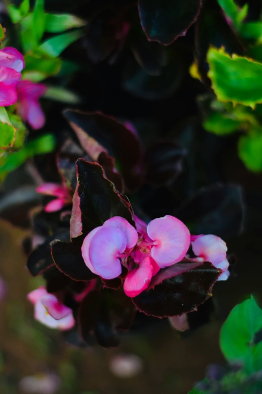 flowers with very little pink blooms and green leaves