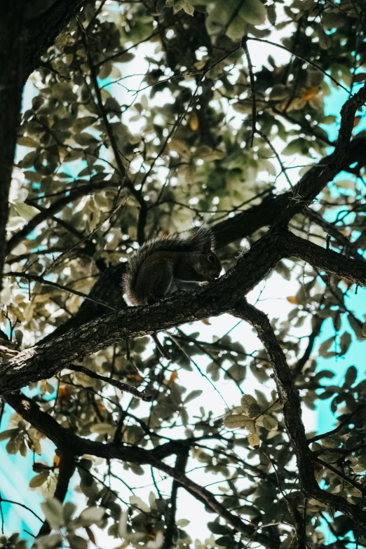 the small bird is sitting on a tree limb