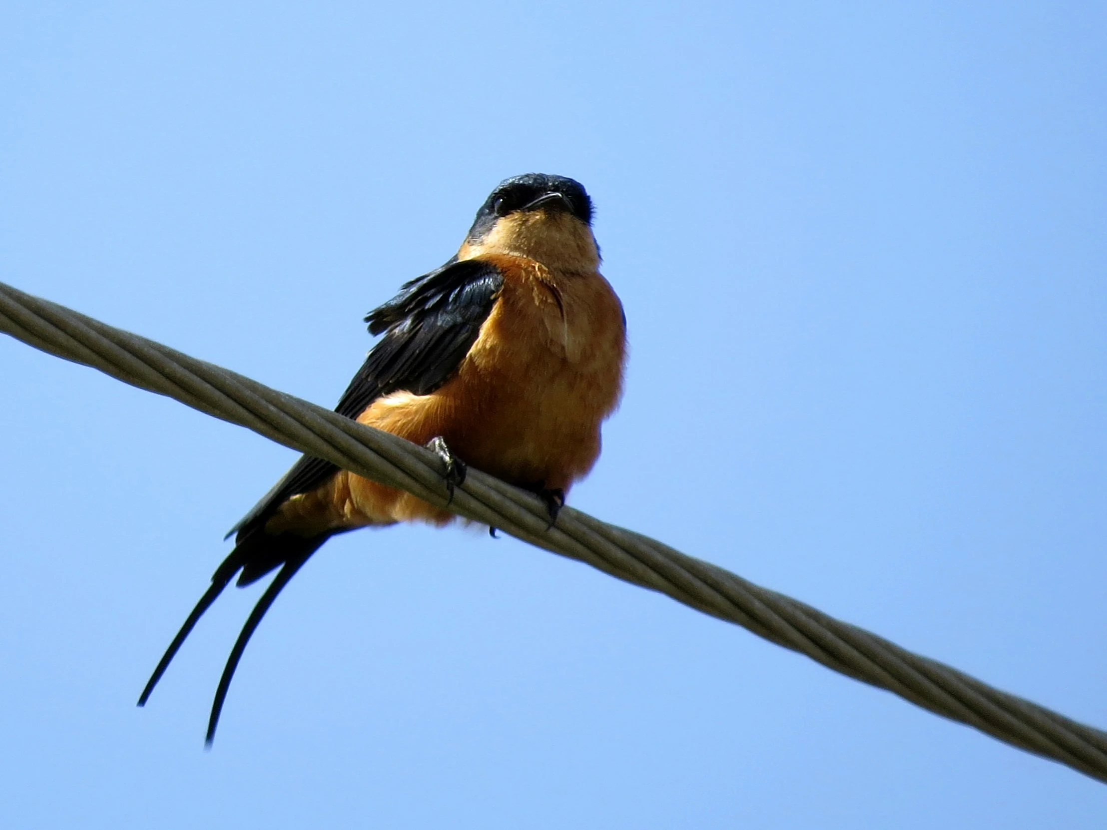 there is a bird on the wire and it's very odd colors