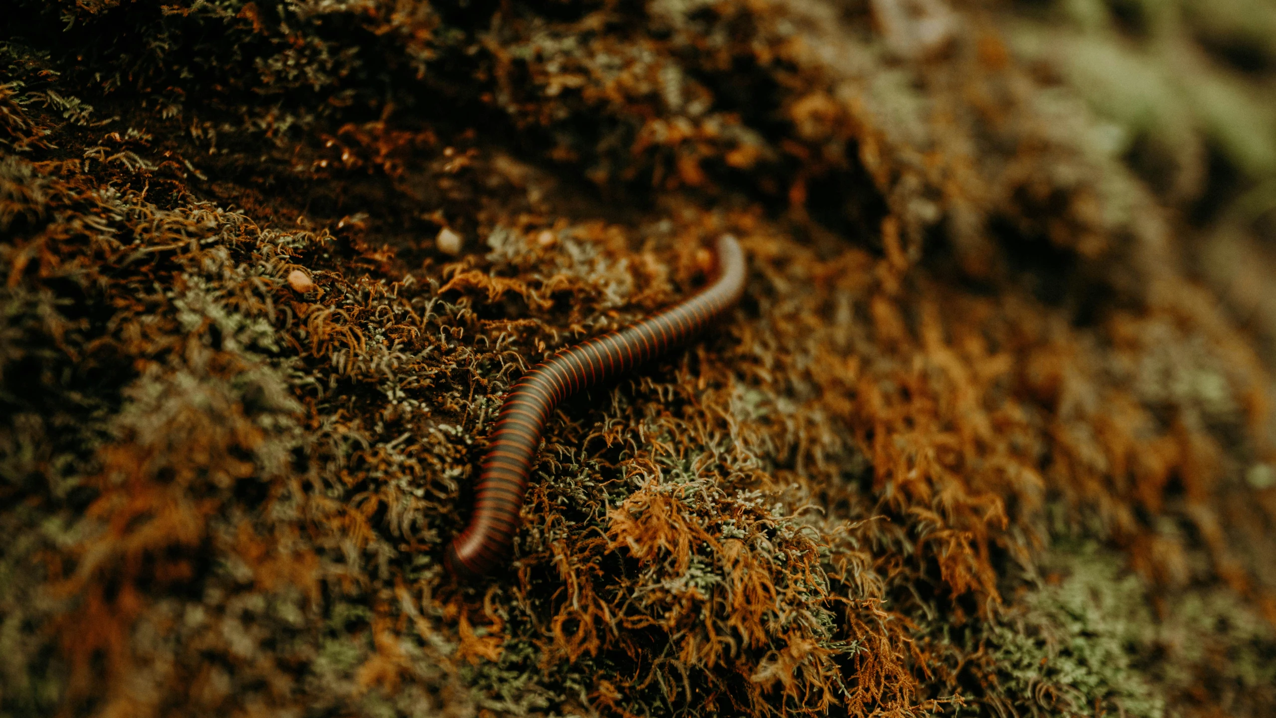 a rusted worm sitting on the side of a mossy stone wall