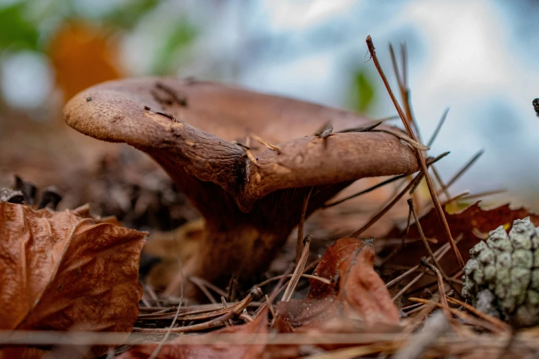 some very cute little mushrooms in the dirt