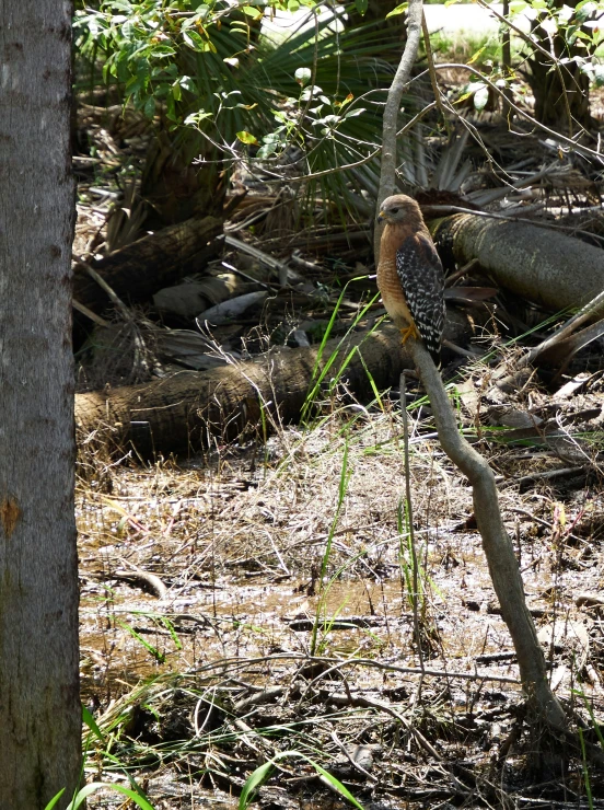 a bird that is standing in the woods