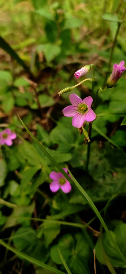 flowers growing in the ground in front of plants