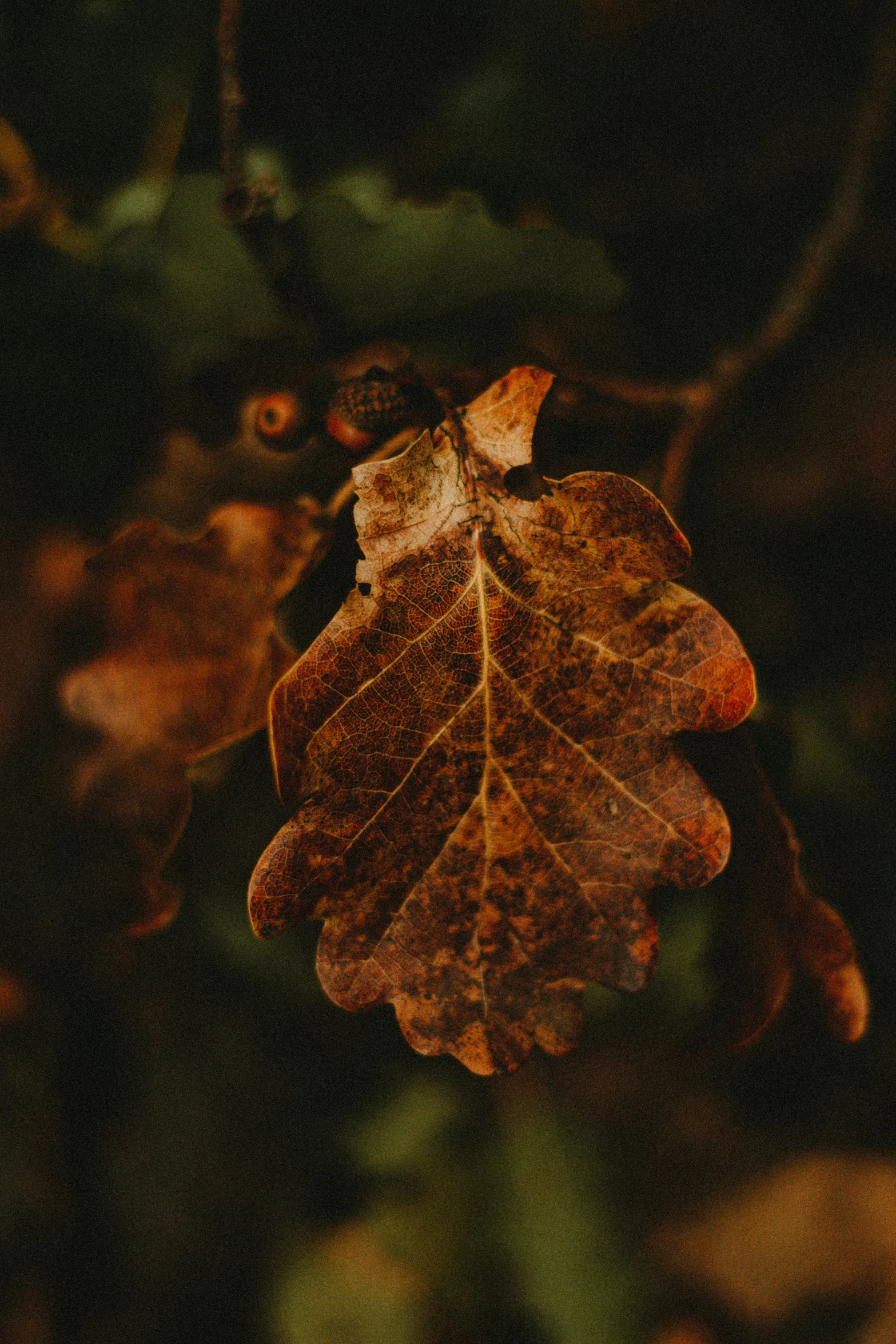 a close up of an old, brown leaf