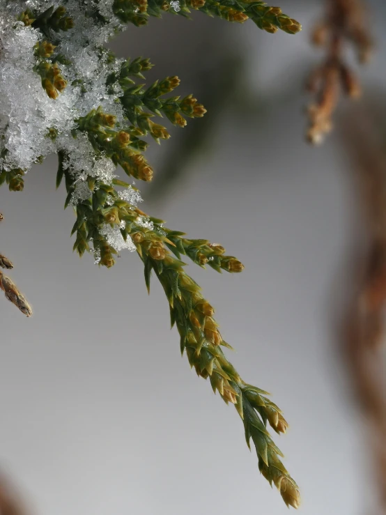 the close up picture shows a thin tree nch with snow on it