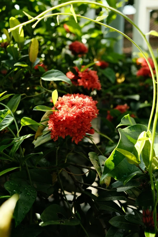 a bunch of pretty flowers that are in some plants