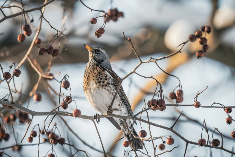 a brown bird sitting on top of a tree filled with berries