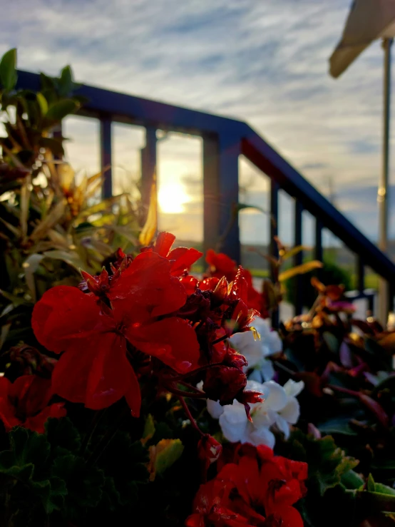 red and white flowers with the sun rising behind them