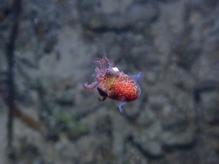 a closeup of a fish that is colorful