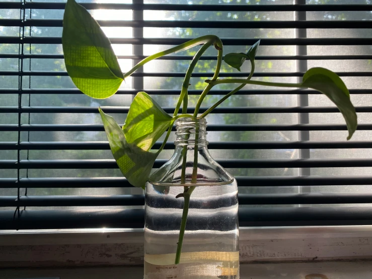 an empty vase filled with water and a green plant inside