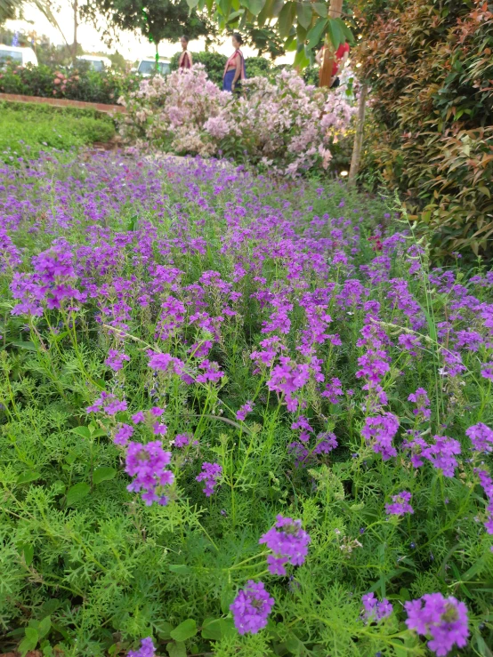 a field filled with purple and white flowers next to trees