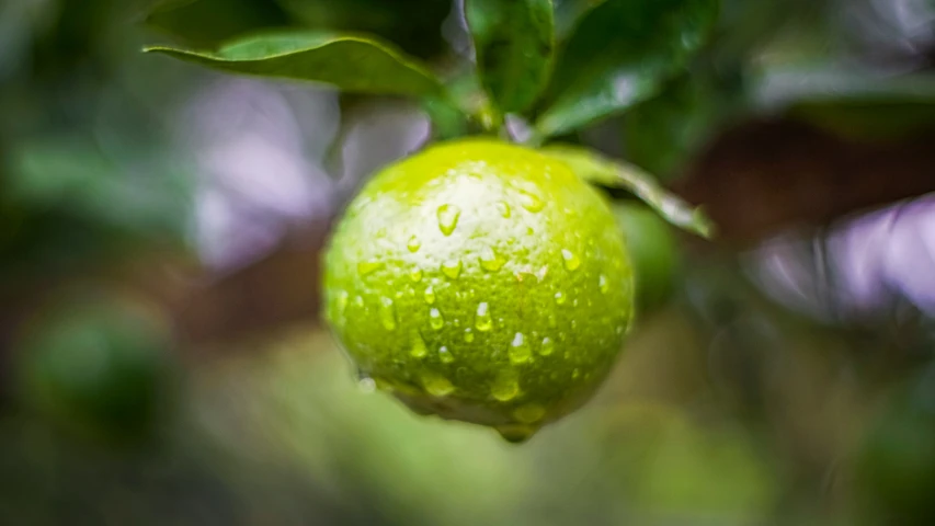 the wet green fruit is hanging from the tree