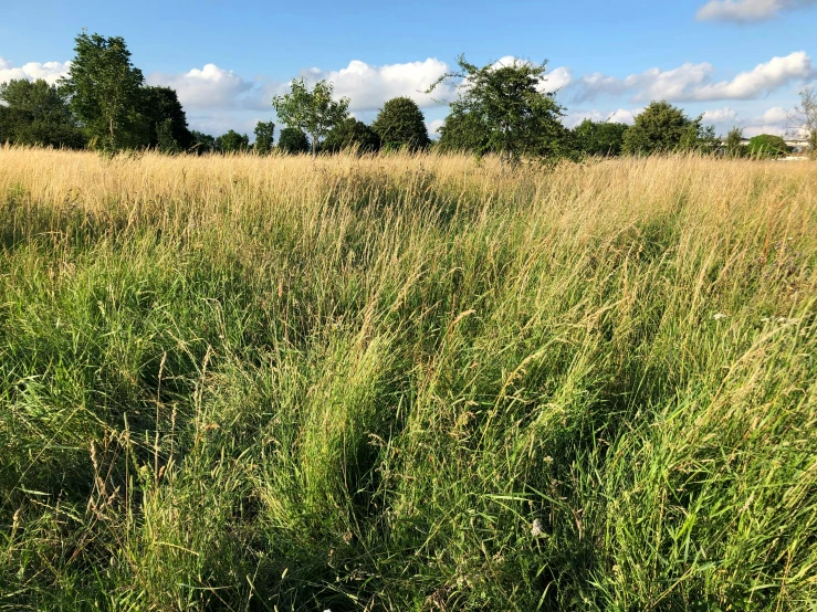 tall grasses are moving in a field